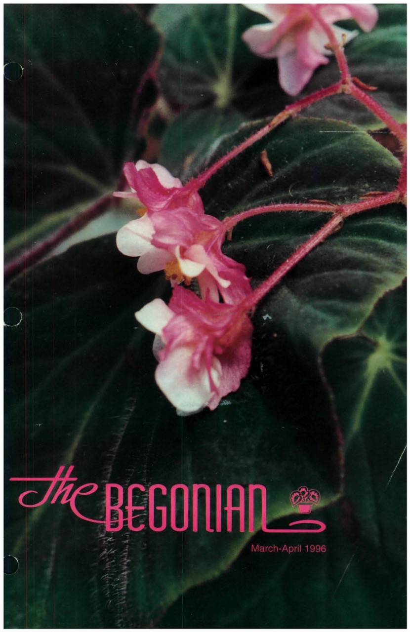 B. ‘Suntan Congo’